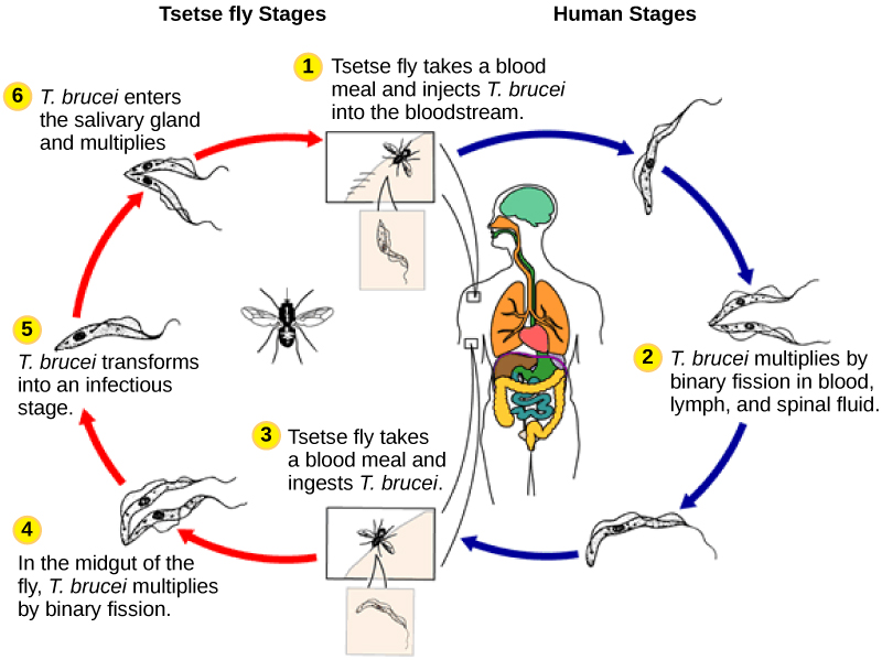 The life cycle of  T. brucei begins when the tetse fly takes a blood meal from a human host, and inject the parasite into the bloodstream. T. brucei multiplies by binary fission in blood, lymph and spinal fluid. When another tsetse fly bites the infected person, it takes up the pathogen, which then multiplies by binary fission in the fly’s midgut. T. brucei transforms into an infective stage and enters the salivary gland, where it multiplies. The cycle is completed when the fly takes a blood meal from another human.