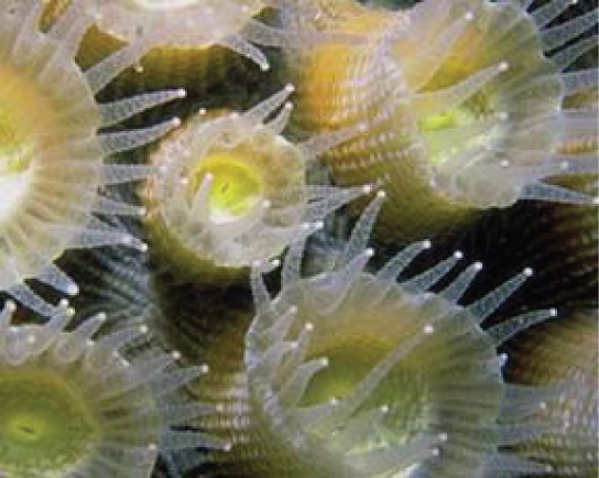 This underwater photo shows coral polyps. Polyps are cup-shaped and have tentacles extending from the edge of the cup.