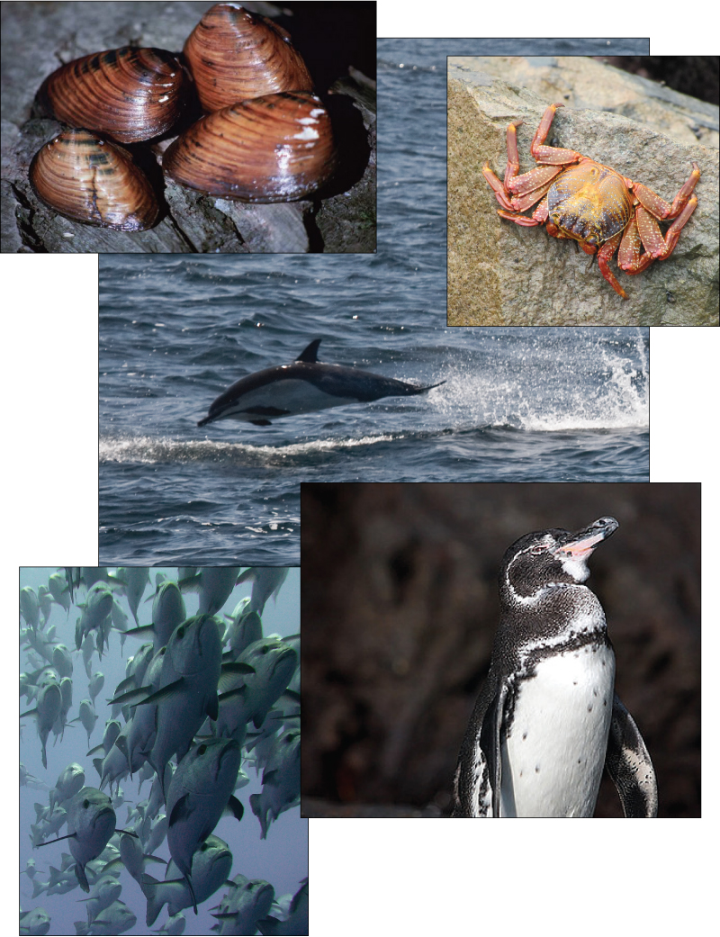 The photo collage shows mollusks, a crab, a dolphin, a penguin, and a school of fish.