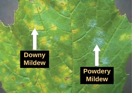 The photo shows a leaf infected with downy mildew (left) and powdery mildew (right). Where the leaf is infected with downy mildew, it is yellow instead of green. Powdery mildew appears as a white fuzz on the leaf.