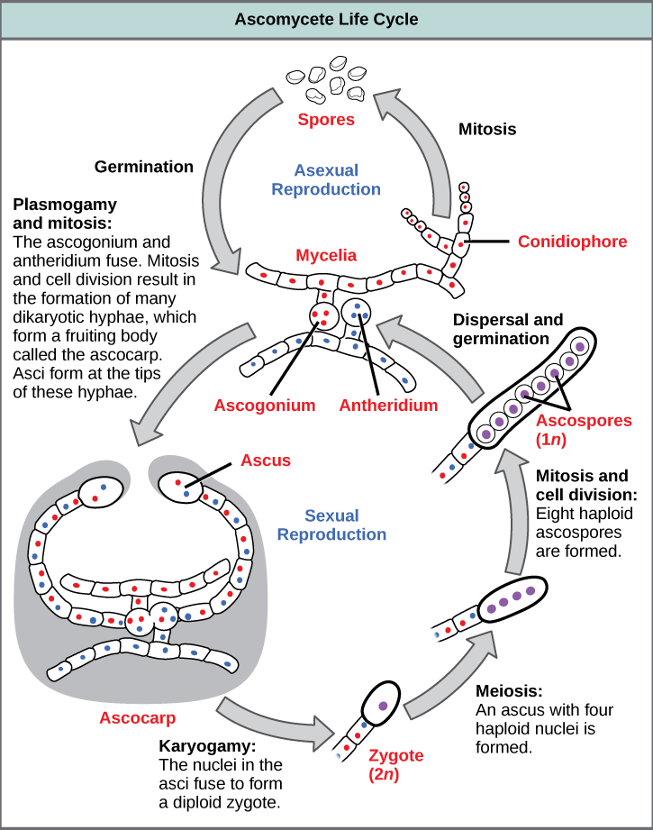 Ascomycetes have both sexual and asexual life cycles. In the asexual life cycle, the haploid (1n) mycelium branches into a chain of cells called the conidiophore. Spores bud from the end of the conidiophore and germinate to form more mycelia. In the sexual life cycle, a round structure called an antheridium buds from the male strain, and a similar structure called the ascogonium buds from the female strain. In a process called plasmogamy, the ascogonium and antheridium fuse to form a cell with multiple haploid nuclei. Mitosis and cell division result in the growth of many hyphae, which form a fruiting body called the ascocarp. The hyphae are dikaryotic, meaning they have two haploid nuclei. Asci form at the tips of these hyphae. In a process called karyogamy, the nuclei in the asci fuse to form a diploid (2n) zygote. The zygote undergoes meiosis without cell division, resulting in an ascus with four 1n nuclei arranged in a row. Each nucleus undergoes mitosis, resulting in eight ascospores, which are also arranged in a row at the tip of the hyphae. Dispersal and germination results in the growth of new mycelia.