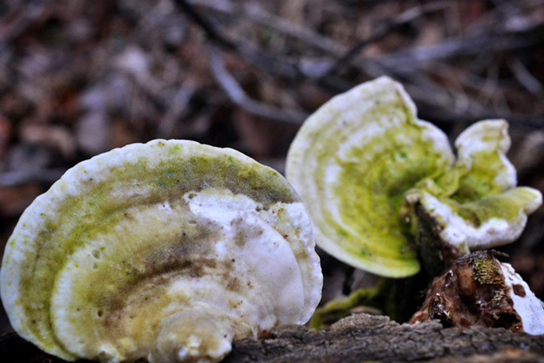 Photo shows two shell-shaped mushrooms growing on decaying wood.
