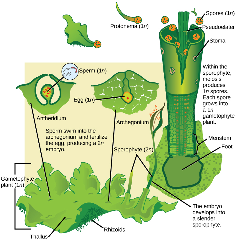 In hornworts, the gametophyte is a haploid (1n) leaf-like structure with slender stalks called rhizoids underneath. Male sex organs called antheridia produce sperm, and female sex organs called archegonia produce eggs. Both male and female sex organs form just beneath the surface of the gametophyte, and are exposed to the surface as the organs mature. The sperm swims to the egg or is propelled by water. When the egg is fertilized, the embryo grows into a hollow tube-like structure called a sporophyte. Meiosis inside the sporophyte produces haploid (1n) spores. The spores are ejected from the top of the tube. They grow into new gametophytes, completing the cycle.