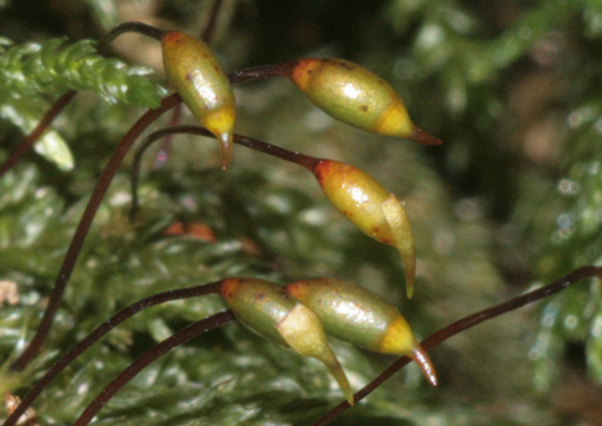 In the photo, setae appear as long, slender, bent stems with oval-shaped capsules at the tips.