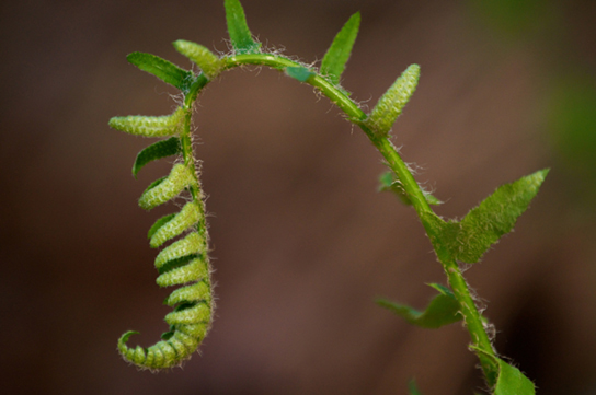 Fiddleheads at the top of a maturing fern curl into a structure that resembles their namesake.