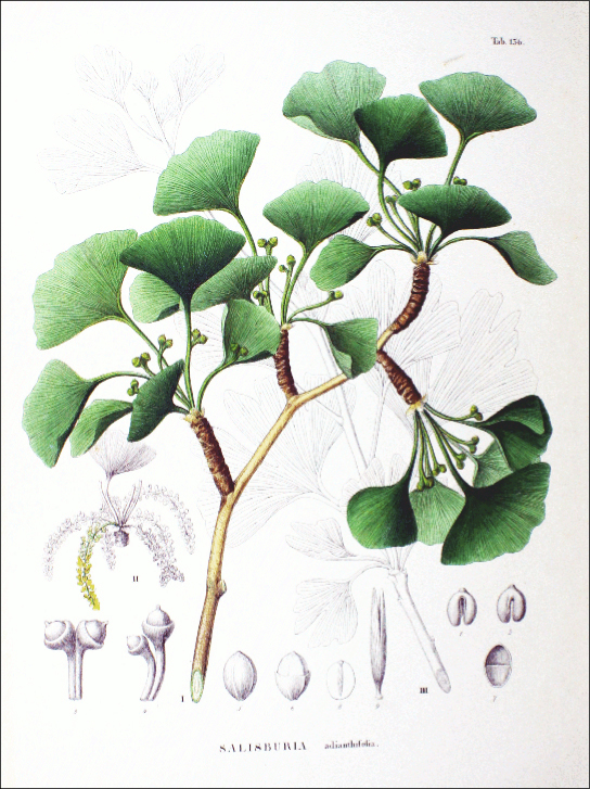 Illustration shows the green, fan-shaped leaves of Ginkgo biloba.