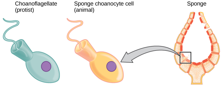 The image on the left shows a choanoflagellate, which is a single-celled protest. The image on the right shows a sponge choanocyte cell that lines in inside of a sponge. The two cells appear identical. Both are egg-shaped with a cone at the back end. A flagellum juts out from the wide part of the cone.