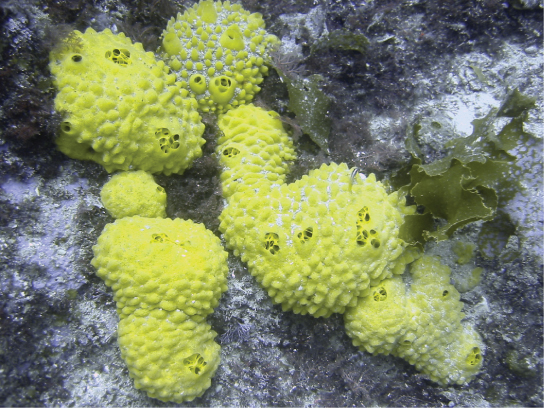 The photo shows sponges on the ocean floor. The sponges are yellow with a bumpy surface, forming rounded clumps.
