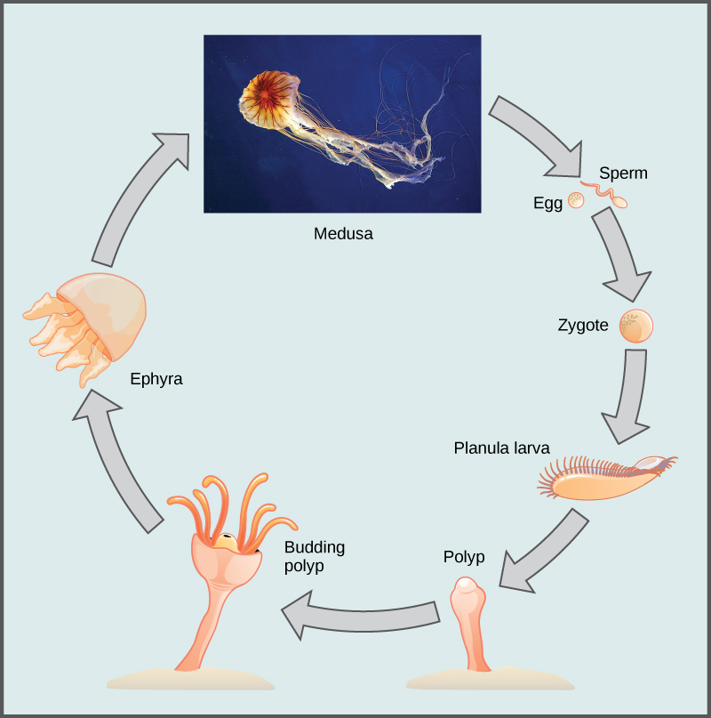 The illustration shows the lifecycle of a jellyfish, which begins when sperm fertilizes an egg, forming a zygote. The zygote divides and grows into a planula larva, which looks like a swimming millipede. The planula larva anchors itself to the sea bottom and grows into a tube-shaped polyp. The polyp forms tentacles. Buds break off from the polyp and become dome-shaped ephyra, which resemble small jellyfish. The ephyra grow into medusas, the mature forms of the jellyfish.