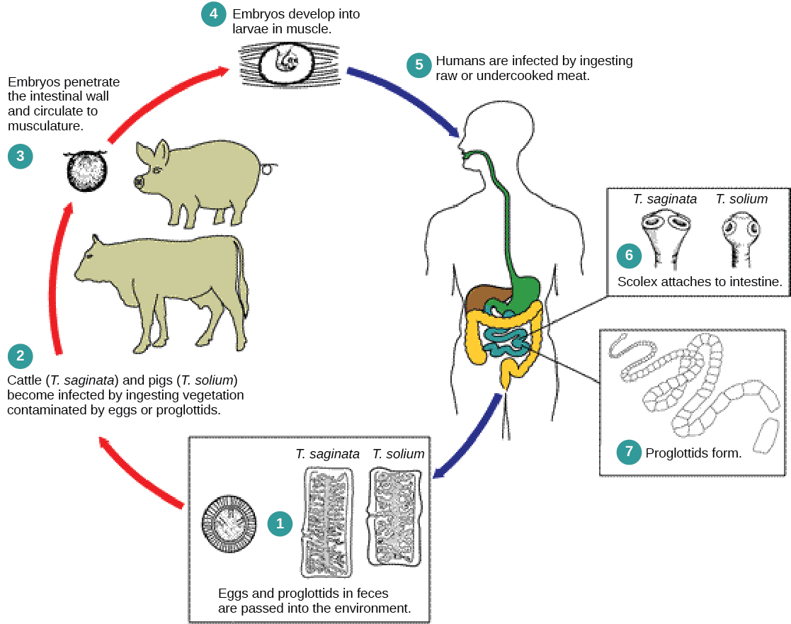 The tapeworm life cycle begins when eggs or tapeworm segments, called proglottids, pass from human feces into the environment. Taenia saginata infects cattle and Taenia solium infects pigs when they eat contaminated vegetation. The embryo penetrates the animal intestinal wall and takes up residence in muscle tissue, where it transforms into the larval form. Humans who consume raw or undercooked infected meat become infected when the tapeworm attaches itself to the intestinal wall via suckers or hooks on the scolex, or head. The mature worm produces proglottids and eggs, which pass from the body in feces, completing the cycle.