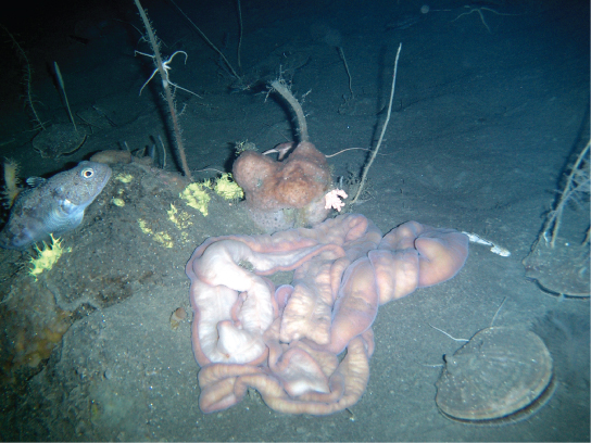 The photo shows a worm that resembles intestines, sitting on the muddy ocean floor.