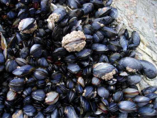 The photo shows black and gray mussels clustered together.