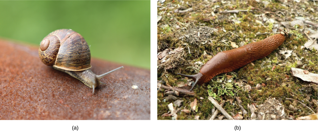 The photo on the left shows a land snail with a coiled shell and long tentacles. The photo on the right shows a slug, which looks like a snail without a shell.
