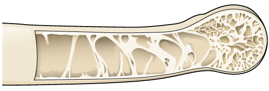 The illustration shows a hollow bone with structural supports providing reinforcement.