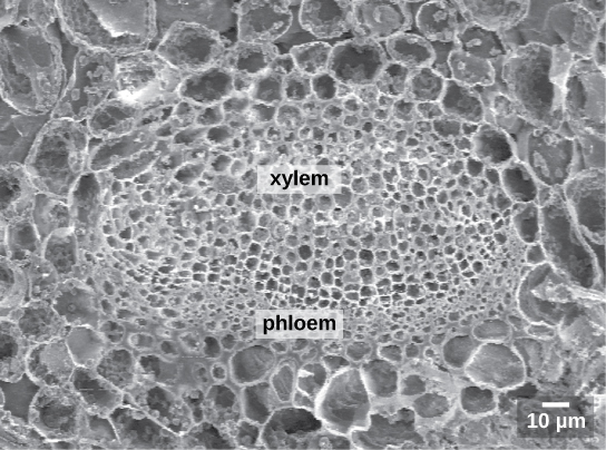 The scanning electron micrograph shows an oval vascular bundle. Small phloem cells make up the bottom of the bundle, and larger xylem cells make up the top. The bundle is surrounded by a ring of larger cells.