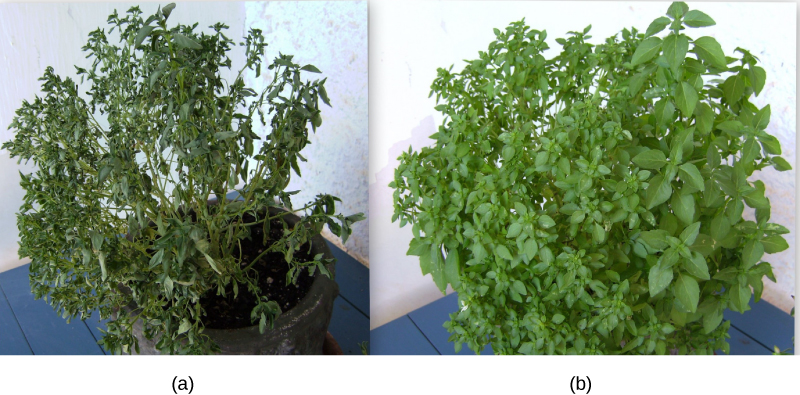Left photo shows a wilted plant with wilted leaves. Right photo shows a healthy plant.