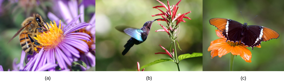Photo A shows a bee drinking nectar from a flower wide, flat purple flower. Photo B shows a hummingbird drinking nectar from a long, tube-shaped red flower. Photo C shows a butterfly drinking nectar from a flat, wide orange flower.