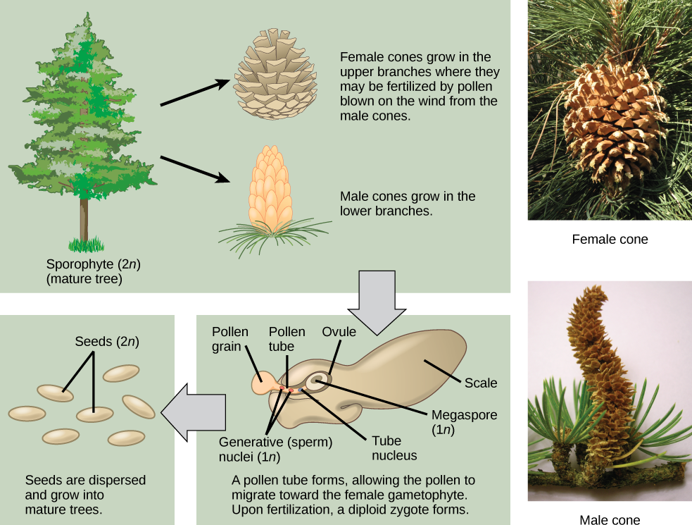 The conifer life cycle begins with a mature tree, which is called a sporophyte and is diploid (2n). The tree produces male cones in the lower branches, and female cones in the upper branches. The male cones produce pollen grains that contain two generative (sperm) nuclei and a tube nucleus. When the pollen lands on a female scale, a pollen tube grows toward the female gametophyte, which consists of an ovule containing the megaspore. Upon fertilization, a diploid zygote forms. The resulting seeds are dispersed, and grow into a mature tree, ending the cycle. Both the male and female cone are made up of rows of scales, but the male the female cone is round and wide, and the male cone is long and thin with thinner scales.