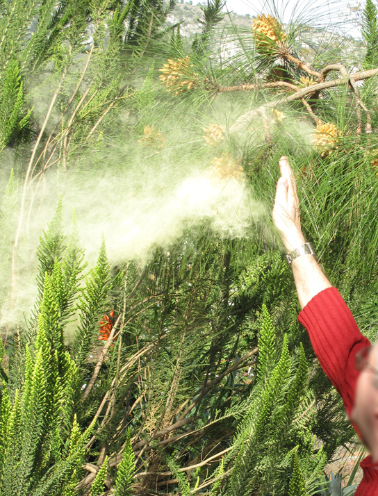 Photo shows a person knocking a cloud of pollen from a pine tree.