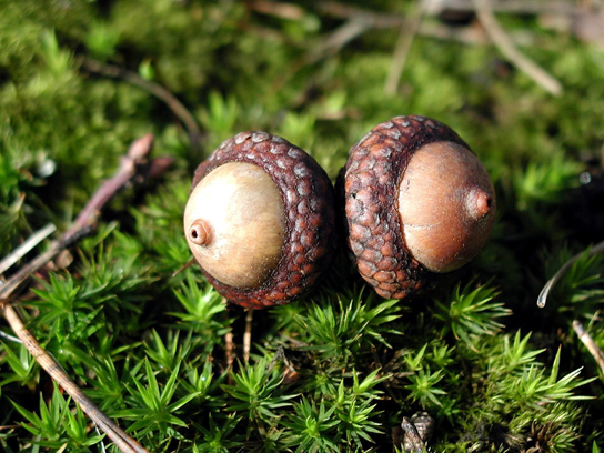 Part c shows two acorns.