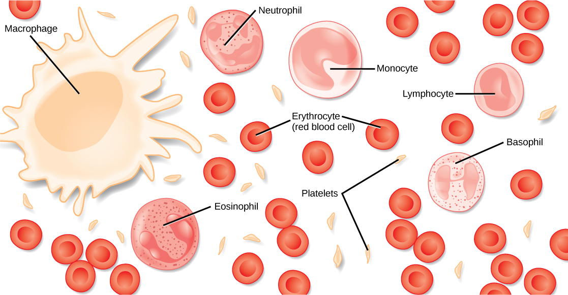 Different types of blood cells are shown. Red blood cells are disc-shaped, with a central indentation. Platelets are much smaller than red blood cells, narrow and long. Neutrophils, eosinophils, lymphocytes, monocytes and basophils are all about three times the diameter of a red blood cell and round. They differ in the shape of the nucleus, and in the presence or absence of granules in the cytoplasm. Macrophages, which are the largest cell type, have pseudopods which give them an irregular shape.