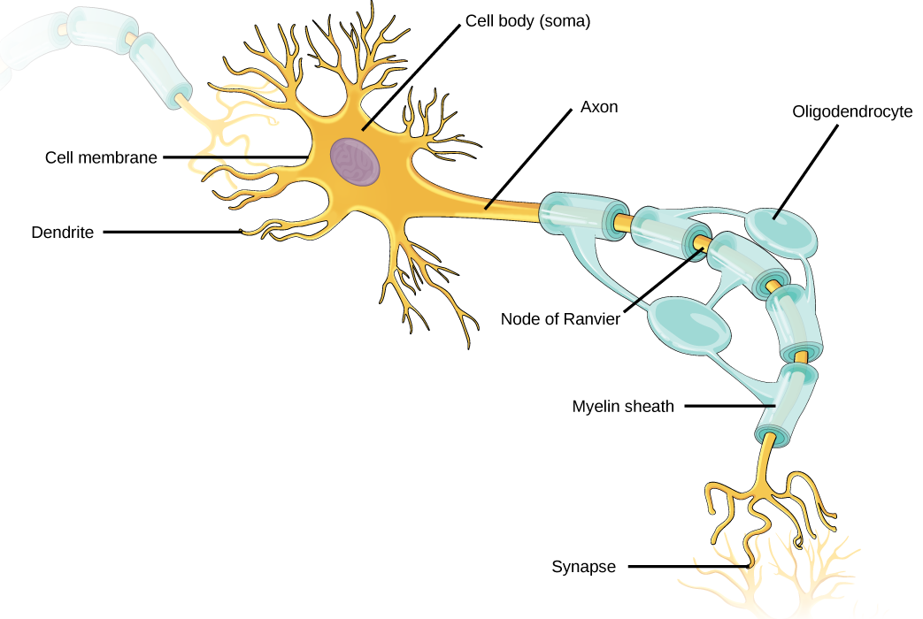 Illustration shows a neuron. The main part of the cell body, called the soma, contains the nucleus. Branch-like dendrites project from three sides of the soma. A long, thin axon projects from the fourth side. The axon branches at the end. The tip of the axon is in close proximity to dendrites of an adjacent nerve cell. The narrow space between the axon and dendrites is called the synapse. Cells called oligodendrocytes are located next to the axon. Projections from the oligodendrocytes wrap around the axon, forming a myelin sheath. The myelin sheath is not continuous, and gaps where the axon is exposed are called nodes of Ranvier.