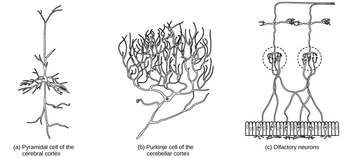 Part A shows a pyramidal cell with two long, branched projections on either end of the soma. Dendrites branch from either side. Part B shows a Purkinje cell with highly branched dendrites opposite the axon. Part C shows cells with long, thin axons. The dendrites are less branched than in pyramidal or Purkinje cells.