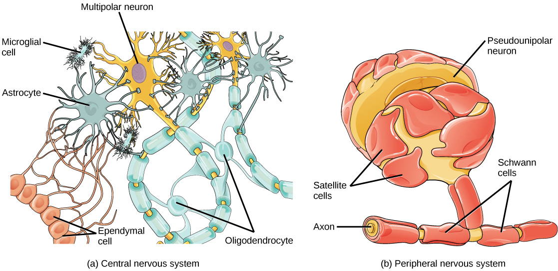 Illustration A shows various types of glial cells surrounding a multipolar nerve of the central nervous system. Oligodendrocytes have an oval body and protrusions that wrap around the axon. Astrocytes are round and slightly larger than neurons, with many extensions projecting outward to neurons and other cells. Microglia are small and rectangular, with many fine projections. Ependymal cells have small, round bodies lined up in a row. Long extensions connect with an astrocyte. Illustration B shows a pseudounipolar cell of the peripheral nervous system. Schwann cells wrap around the branched axon, and satellite cells surround the neuron cell body.