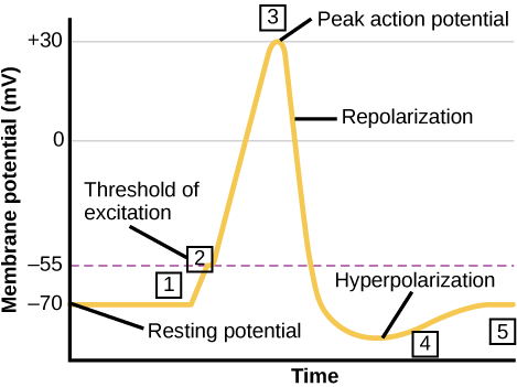 Graph plots membrane potential in millivolts versus time. The membrane remains at the resting potential of -70 millivolts until a nerve impulse occurs in step 1. Some sodium channels open, and the potential begins to rapidly climb past the threshold of excitation of -55 millivolts, at which point all the sodium channels open. At the peak action potential, the potential begins to rapidly drop as potassium channels open and sodium channels close. As a result, the membrane repolarizes past the resting membrane potential and becomes hyperpolarized. The membrane potential then gradually returns to normal.