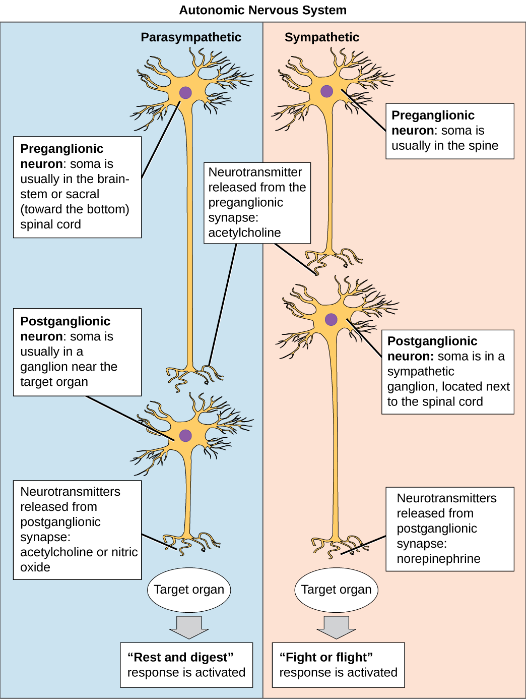 The autonomic nervous system is divided into sympathetic and parasympathetic systems. In the sympathetic system, the soma of the preganglionic neurons is usually located in the spine while in the parasympathetic system the soma is usually in the brainstem or sacral, at the bottom of the spine. In both systems, the preganglionic neuron releases the neurotransmitter acetylcholine into the synapse. Postganglionic neurons of the sympathetic system have somas in a sympathetic ganglion, located next to the spinal cord. Postganglionic neurons of the parasympathetic system have somas in ganglions near the target organ. Postganglionic neurons of the sympathetic system release norepinephrine into the synapse, while postganglionic neurons of the parasympathetic system release acetylcholine or nitric oxide.