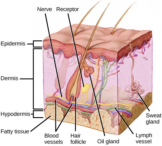 Illustration shows a cross section of mammalian skin. The outer epidermis is a thin layer, smooth on the outside, bumpy on the inside. The middle dermis is much thicker than the dermis. Blood, nerve and lymph vessels run along the bottom of it, and smaller capillaries and nerve endings extend to the upper part. One nerve ends in a receptor. Sweat glands extend from the dermis into the epidermis. Hair follicles extend from the base of the dermis to the upper part where they are joined by oil glands. Hairs extend from the follicles, through the epidermis and out of the skin. The hypodermis is a fatty layer beneath the dermis.