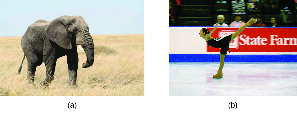 This figure includes two photographs. Figure a is a photo of a large gray elephant on grassy, beige terrain. Figure b is a photo of a figure skater with her right skate on the ice, upper torso lowered, arms extended upward behind her chest, and left leg extended upward behind her.