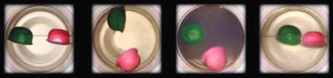 Four photographs are shown where each shows a circular container with a green and red float in each. In the left diagram, the container is half filled with a colorless liquid and the floats sit on the surface of the liquid. In the second photo, the green float is near the top and the red float lies near the bottom of the container. In the third photo, the fluid is darker and the green float sits halfway up the container while the red is sitting at the bottom. In the right photo, the liquid is colorless again and the two floats sit on the surface.
