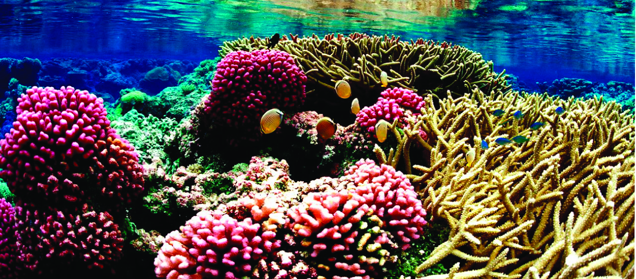 This figure shows an underwater photo of a colorful coral reef.