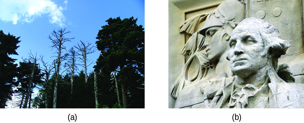 Two photos are shown. Photograph a on the left shows the upper portion of trees against a bright blue sky. The tops of several trees at the center of the photograph have bare branches and appear to be dead. Image b shows a statue of a man that appears to from the revolutionary war era in either marble or limestone.