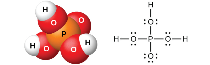 A space filling model shows an orange atom labeled, “P,” bonded on four sides to red atoms labeled, “O.” Three of the red atoms are bonded to white atoms labeled, “H.” A Lewis structure is also shown in which a phosphorus atom is single bonded to four oxygen atoms, three of which have two lone pairs of electrons, and one of which has three lone pairs of electrons. The oxygen atoms with two lone pairs of electrons are single bonded to hydrogen atoms.