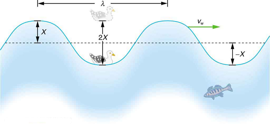 The figure shows an idealized ocean wave with two crests and two troughs that passes under a sea gull that bobs up and down in simple harmonic motion. The wave has a wavelength lambda which is the distance between adjacent identical parts of the wave. The height of a crest is equal to the depth of the trough that is X, therefore the total vertical distance between the top of a crest and the bottom of the trough is two-X.