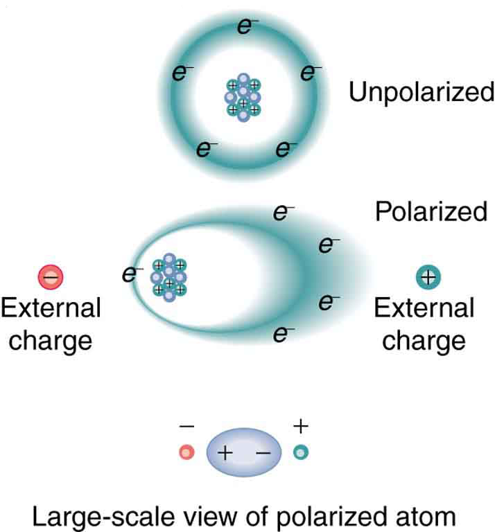 The top part of the figure shows what an unpolarized atom would look like if the electrons moved along a circular path around the positively charged nucleus. Next, when there is an external negative and a positive charge, the electrons are attracted toward the positive external charge and the nucleus is attracted toward the negative external charge. The circular orbit of the electrons becomes an ellipse due to the pull of the external charges.