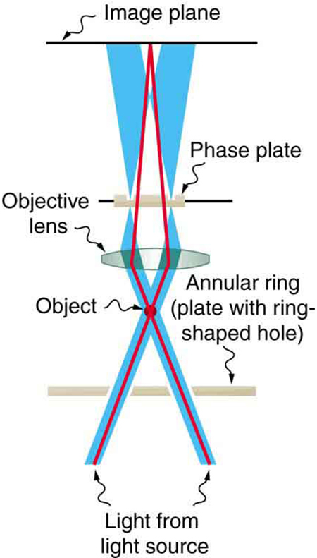 The schematic shows two beams of light going up from the bottom of the image and crossing at a point labeled object. After passing through the object, the beams diverge and then are focused by a convex lens. The light passes through a plate called the phase plate, and the beams then focus on the image plane. The background light diverges after passing through the phase plate so that it spreads away from the primary light beam on the image plane.