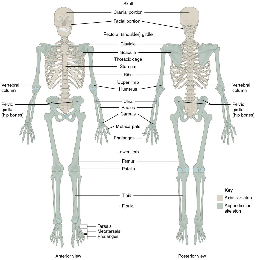 How Many Bones Are in the Human Body, And Other Fascinating Facts About  Skeletons