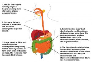 Carbohydrate digestion process