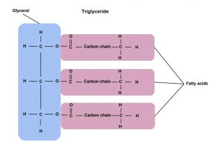 Building blocks of hot sale fat