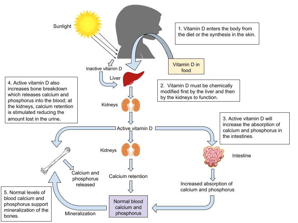 Functions of Vitamin D in the body