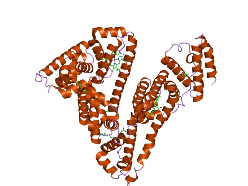 The Protein Albumin