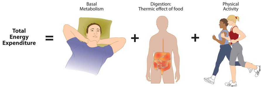 Metabolic states and activities