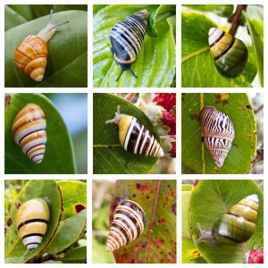 9 enedmic Hawaiian tree snail species