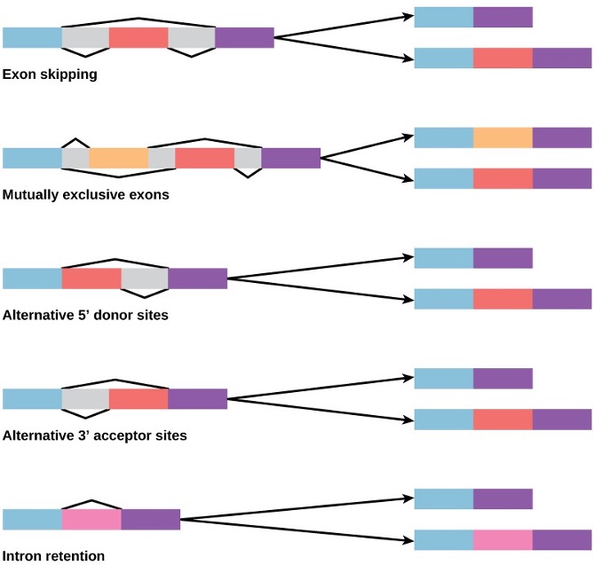 Models of alternative RNA splicing leading to different proteins being synthesized.