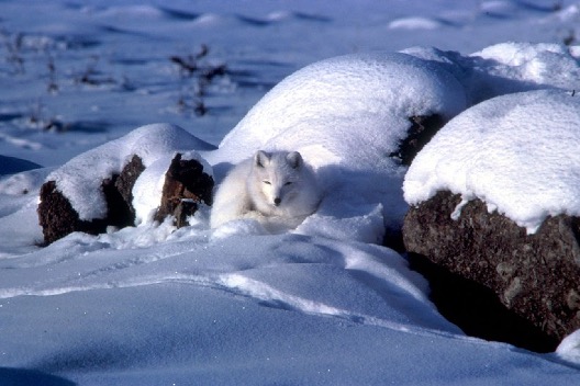 Picture of an arctic fox blending into the snow.