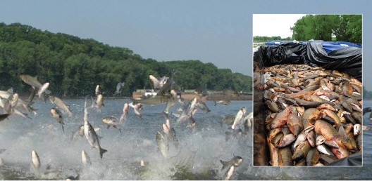 Pictures of asian carp jumping out of the water and harvested in a boat.