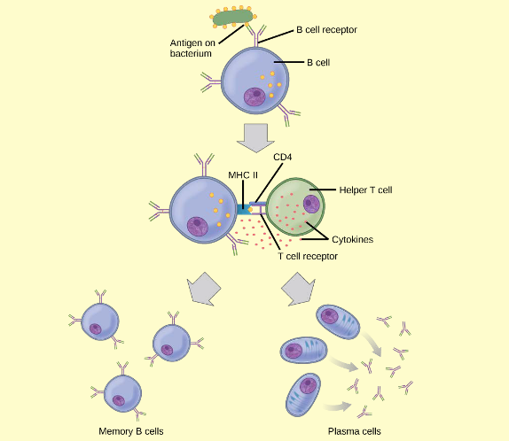 Diagram of B cell response to pathogens as described in the caption.